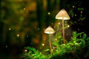 Potential Of Magic Mushrooms