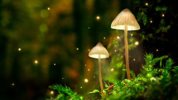 Potential Of Magic Mushrooms